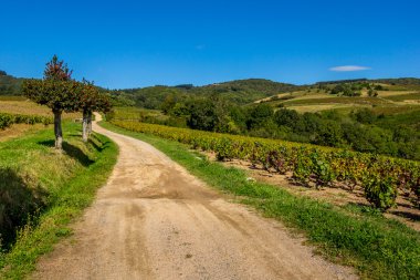 Üzüm bağları giden yol