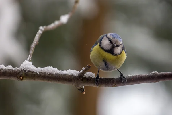 Eurasian azul tit — Fotografia de Stock