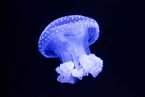 Lizbon akvaryum mavi deniz anası