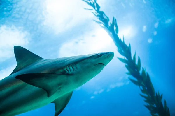 köpekbalığı - Lisbon Oceanarium