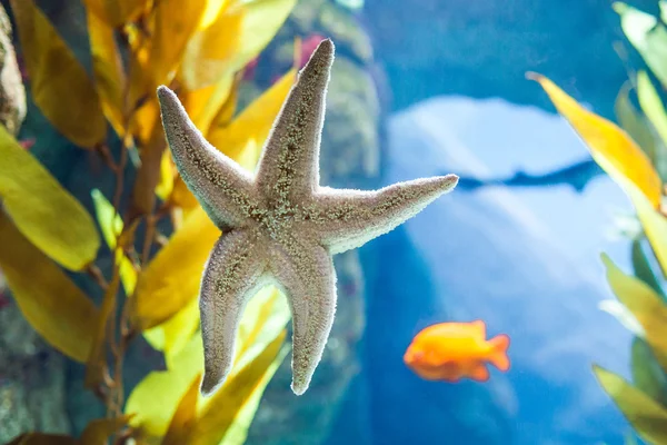 Deniz yıldızı - Lizbon Oceanarium