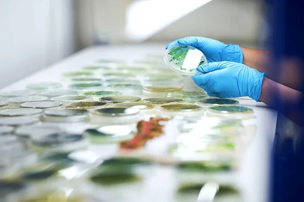 Trabajador Laboratorio Laboratorio Biológico Primer Plano Manos Placas Petri Imagen de archivo