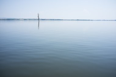 Su seviyesi yaşlı bir ağaç oldu