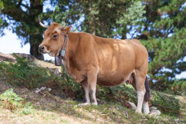 Sergi inek çanı ormanda