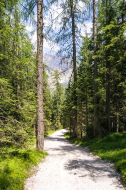 Avrupa orman şekilde