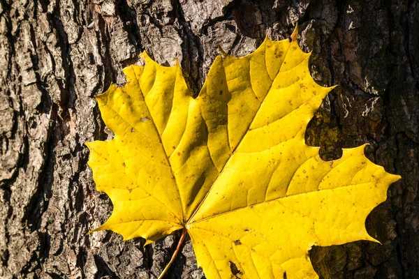 Autumn structure in woods Stock Image