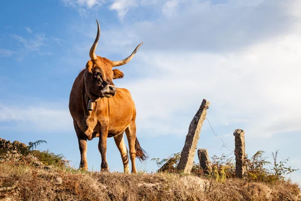 Bull, cow on pasture — Stock Photo, Image