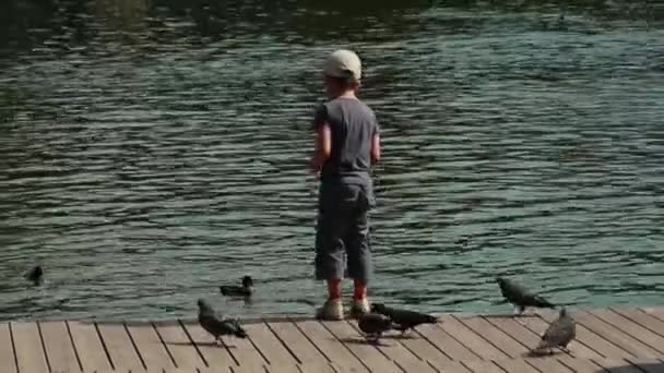 Boy feeding ducks on a pond in summer — Stock Video