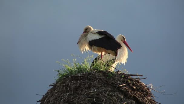 Storks are sitting in the nest. Summer — Stock Video