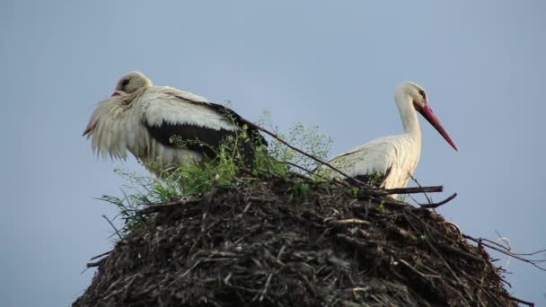 Storks leave the nest. Summer — Stock Video