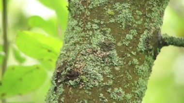 Apple ağaç kabuğu