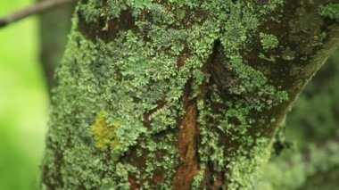 Apple ağaç kabuğu