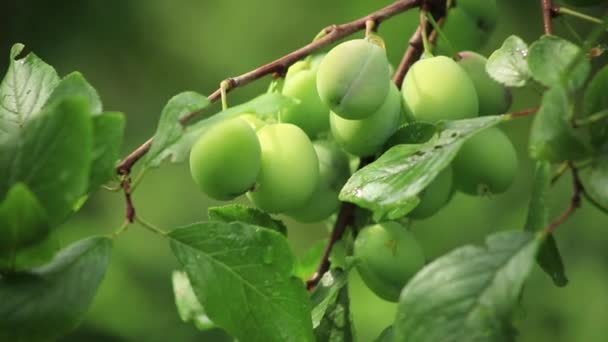 Ciruelas inmaduras en la rama del árbol . — Vídeos de Stock