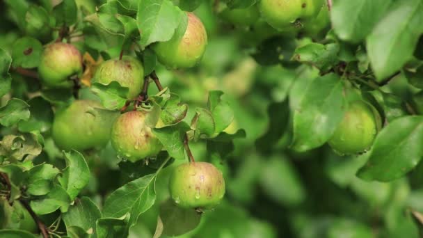 Äpple på apple trädgren — Stockvideo