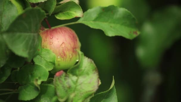 Manzana en la rama del manzano — Vídeos de Stock