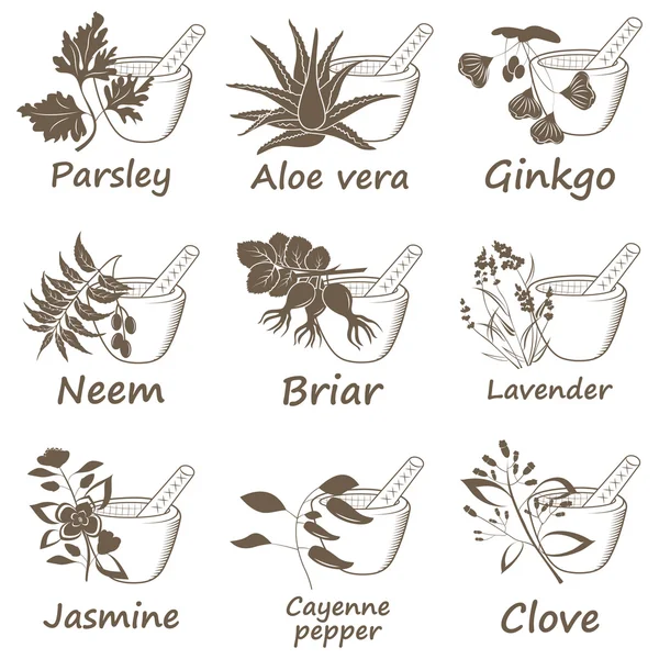 Collection of Ayurvedic Herbs. — Stock Vector