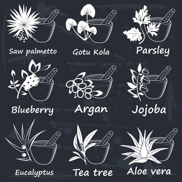 Collection d'herbes ayurvédiques — Image vectorielle