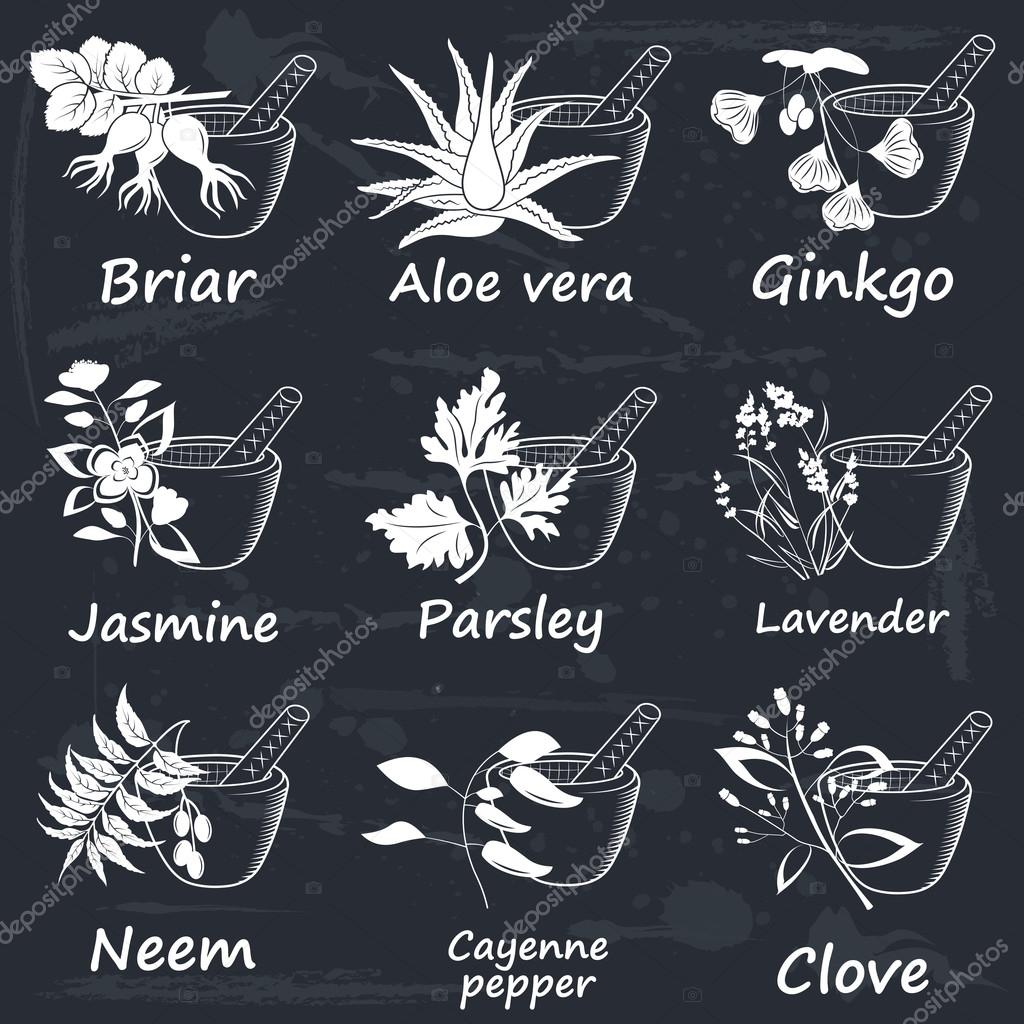 Collection of Ayurvedic Herbs. Labels for Essential Oils and Natural Supplements