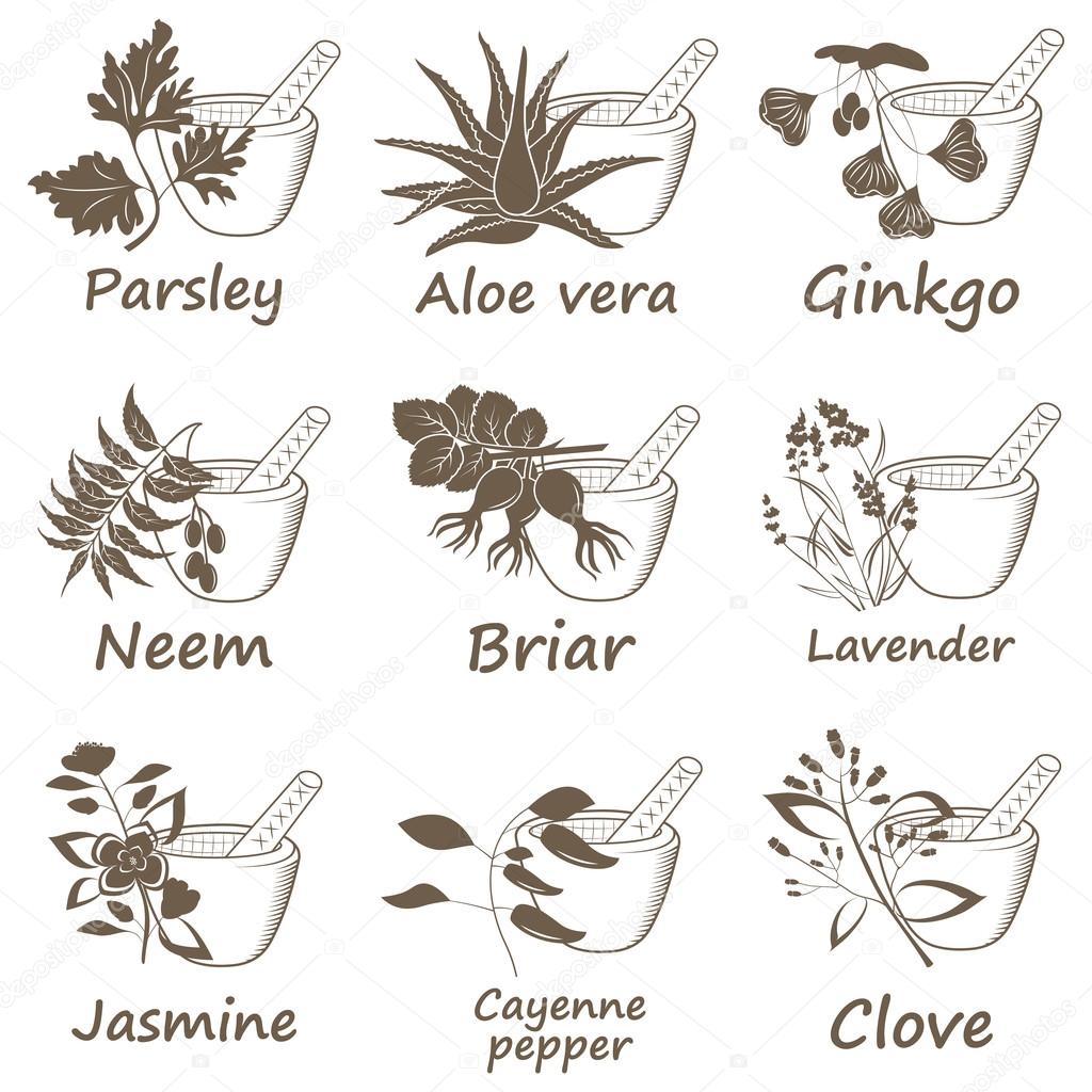 Collection of Ayurvedic Herbs. Labels for Essential Oils and Natural Supplements