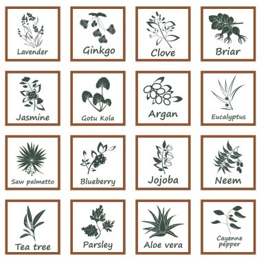 Ayurveda otlar topluluğu