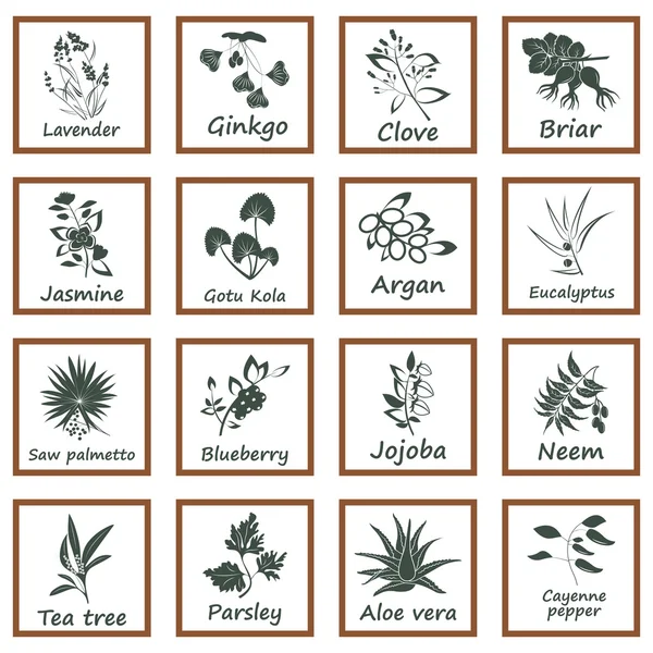 Ayurveda otlar topluluğu