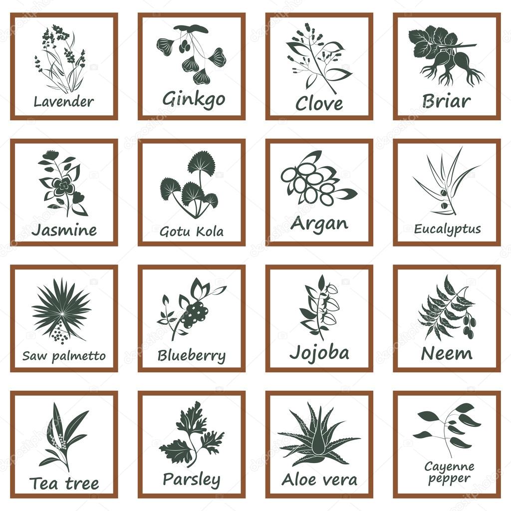 Collection of Ayurvedic Herbs. Labels for Essential Oils and Natural Supplements