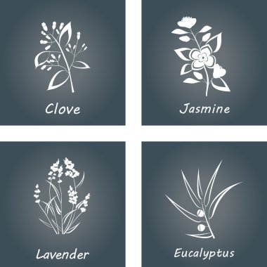 Collection of Herbs . Labels for Essential Oils and Natural Supplements. Lavender, Eucalyptus, Jasmine, Clove clipart