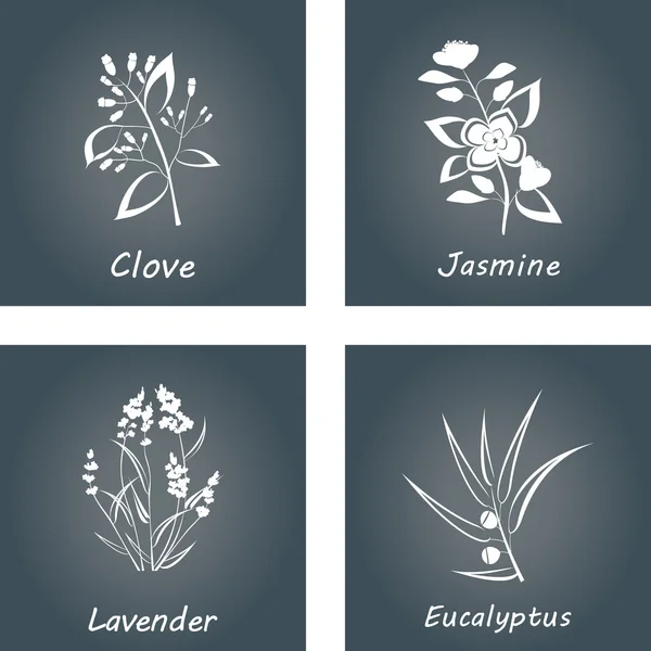 Collectie van kruiden. Labels voor essentiële oliën en natuurlijke supplementen. Lavendel, Eucalyptus, Jasmine, kruidnagel — Stockvector