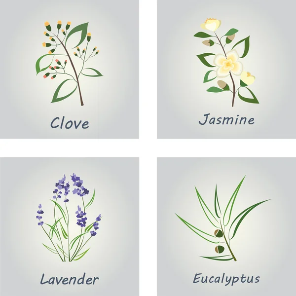 Coleção de ervas. Etiquetas para óleos essenciais e suplementos naturais. Lavanda, eucalipto, jasmim, cravo — Vetor de Stock