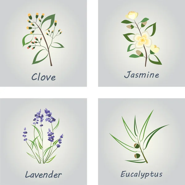 Samling av örter. Etiketter för eteriska oljor och naturliga kosttillskott. Lavendel, Eucalyptus, Jasmine, kryddnejlika Vektorgrafik