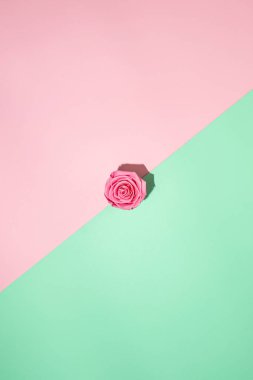 Çapraz bölünmüş pembe ve yeşil arka planda izole edilmiş pembe gül çiçeği. Bahar çiçekleri düz konsept.