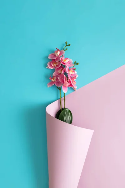 Pink orchids wrapped in pink wallpaper  against blue background. Creative love flat lay concept.