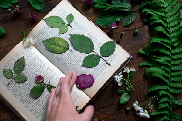 Floral mix of fresh cuted, pressed and dried spring flowers and leafs all decorated in rustic style on dark wood background with female hand arranging all soft focus overhead-angle shot — Stock Photo, Image