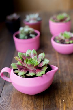 ahşap masa arka plan üzerinde pembe boyalı DIY beton tencere succulents