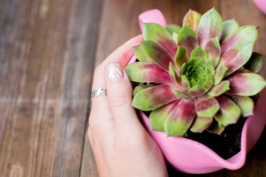 ahşap masa arka plan üzerinde pembe boyalı DIY beton tencere succulents