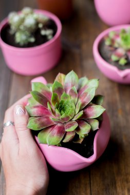 ahşap masa arka plan üzerinde pembe boyalı DIY beton tencere succulents