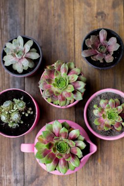 ahşap masa arka plan üzerinde pembe boyalı DIY beton tencere succulents