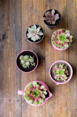 ahşap masa arka plan üzerinde pembe boyalı DIY beton tencere succulents