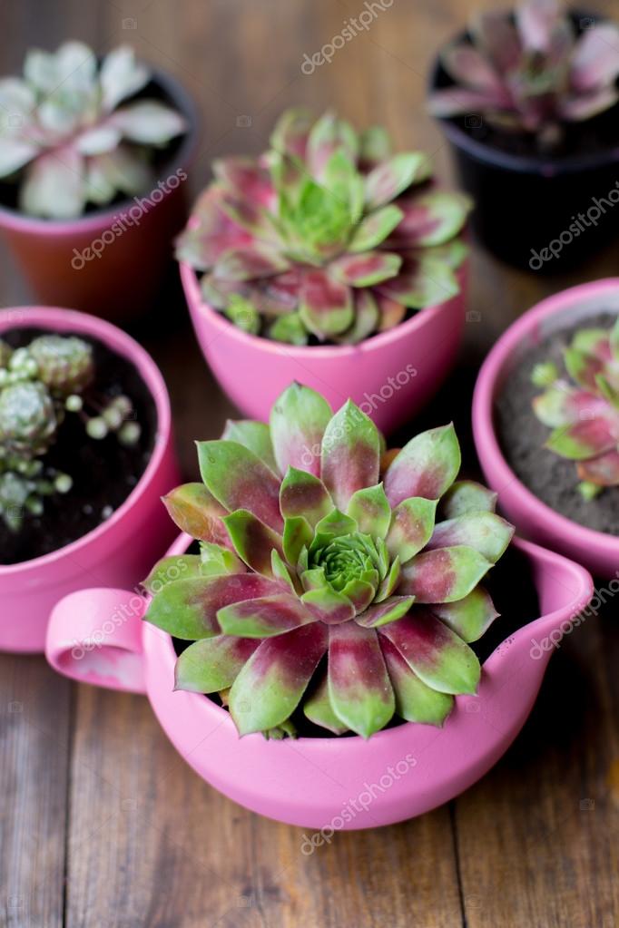 Succulents in diy concrete pots painted in pink on wood table