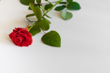 Beyaz arkaplanda güzel kırmızı bir gül.