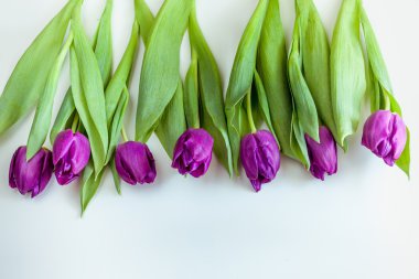 Güzel beyaz arka plan üzerinde mor Lale buketi