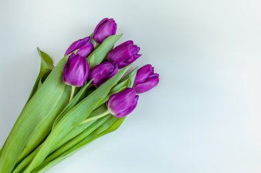 Güzel beyaz arka plan üzerinde mor Lale buketi