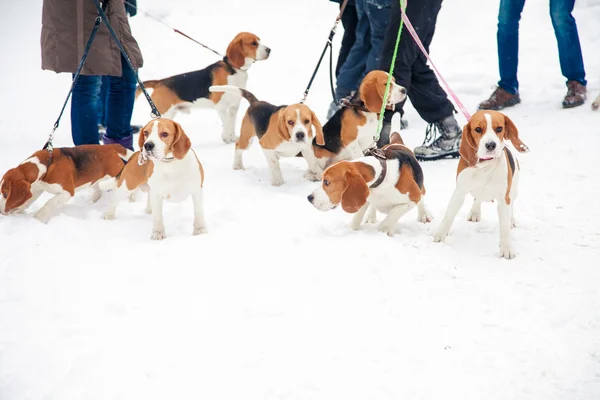 Beagles yürüyüş ahşap