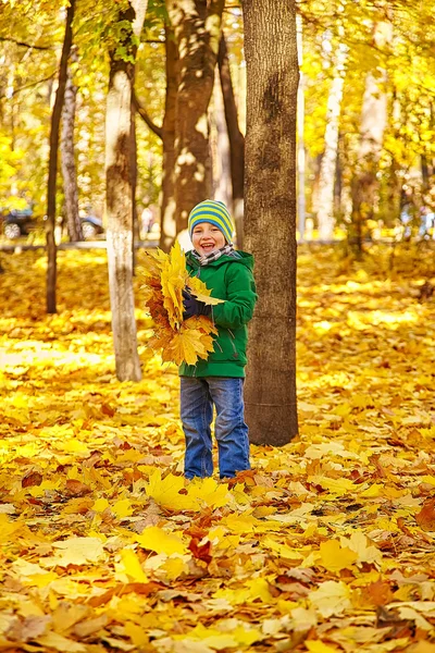 Küçük çocuk sonbahar park yapraklarda savurma