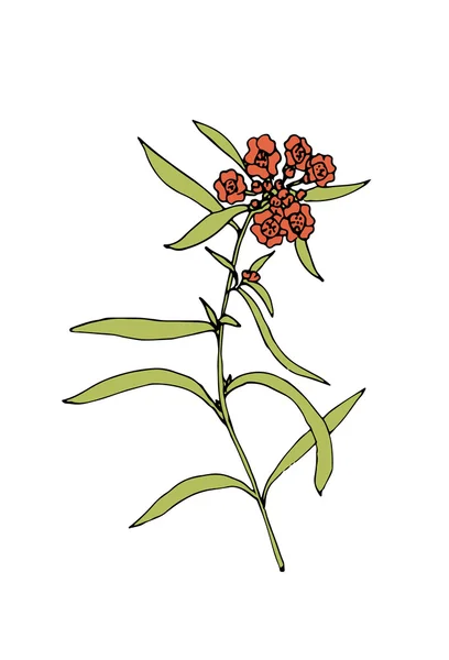 Skica květinové ilustrace — Stockový vektor