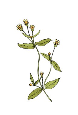 Çiçek illüstrasyon kroki