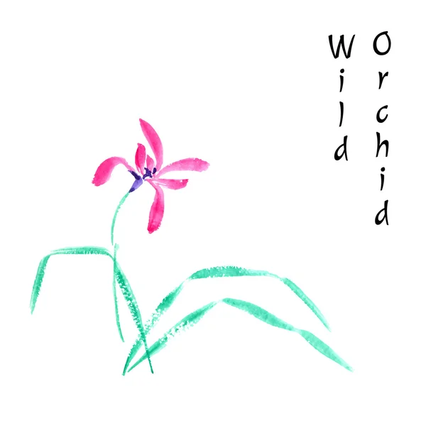 Orquídea silvestre — Vector de stock