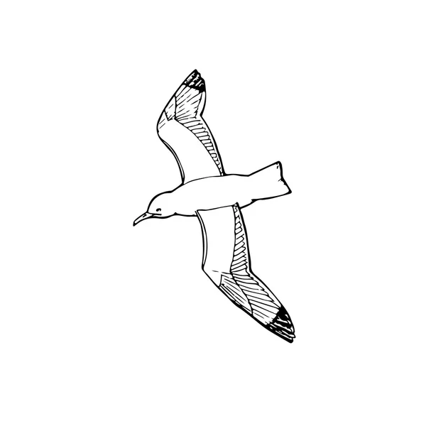 Croquis mouette — Image vectorielle