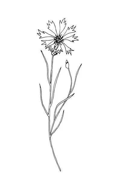 Sketch cornflower illustration — Stock Vector