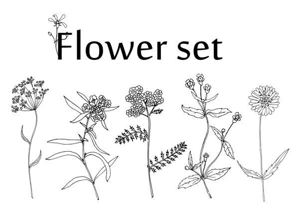 Σκίτσο λουλούδι σύνολο — Διανυσματικό Αρχείο